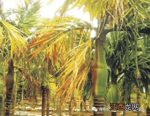 槟榔叶子变黄是什么原因造成的 槟榔叶子变黄的原因解析