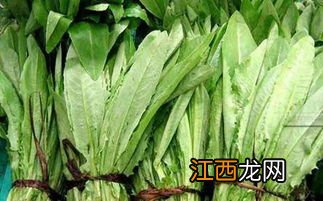 种植油麦菜方法 油麦菜种植方法介绍