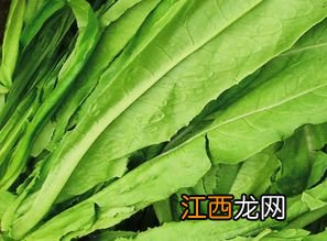 种植油麦菜方法 油麦菜种植方法介绍