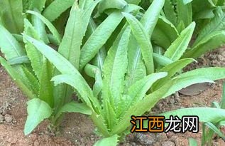 种植油麦菜方法 油麦菜种植方法介绍