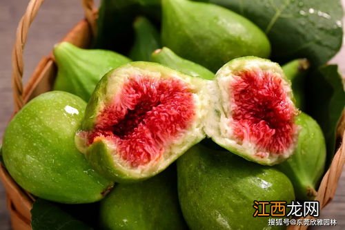 无花果是凶树吗 适合在家中养殖吗