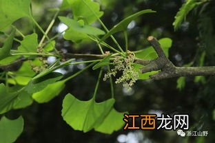 蒲公英是被子植物还是裸子植物 被子植物和裸子植物的区别