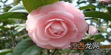 茶花怎么养才长得好 如何养茶花