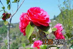 茶花怎么养才长得好 如何养茶花