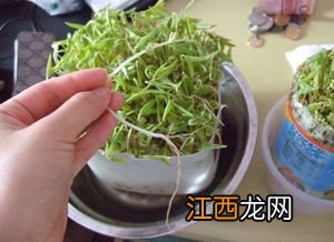 怎样种绿豆芽 在家种绿豆芽的方法