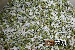 怎样种绿豆芽 在家种绿豆芽的方法