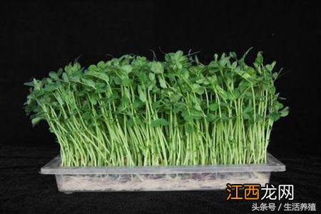 栽豆苗的方法 豌豆苗怎么种植