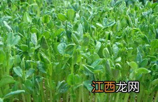 栽豆苗的方法 豌豆苗怎么种植