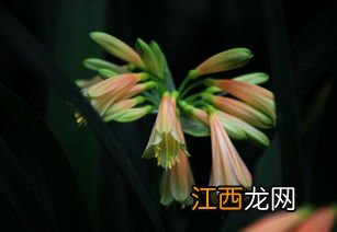 垂笑君子兰的花语 垂笑君子兰是君子兰的一种