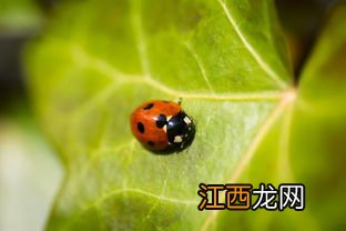 七星瓢虫在什么地方干什么 七星瓢虫各季节生活地点