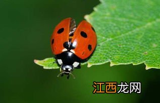 七星瓢虫在什么地方干什么 七星瓢虫各季节生活地点