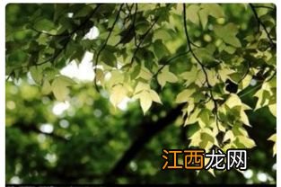 树叶茂密的一面是什么面稀疏的一面是什么面 年轮的介绍
