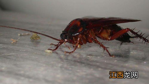 蟑螂多少度能被冻死 蟑螂在什么低温下会冻死
