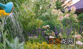 栀子花夏天怎么浇水 夏天怎么浇水