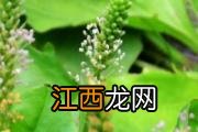 酸奶冷冻了还能吃吗 酸奶可以冷冻保存吗