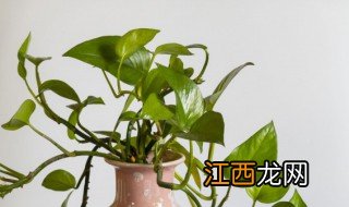 夏天6月绿萝怎么浇水,夏季绿萝多久浇一次水
