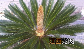 家里铁树会开花吗怎么养 怎么养铁树才会开花