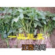 红薯苗用多菌灵浸泡可以吗