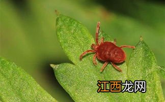 吡虫啉可以杀死红蜘蛛吗