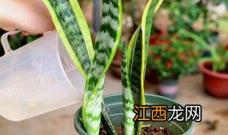 虎尾兰夏天怎么浇水 虎尾兰夏天怎么浇水最好