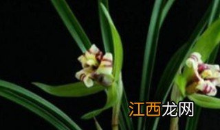 兰花叶子枯黄怎么区分品种 兰花叶子枯黄怎么区分品种视频