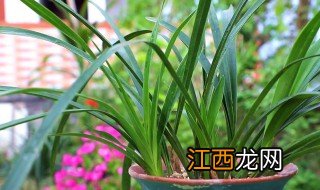 兰花冬天叶子发黄怎么办 兰花夏天叶子枯黄怎么回事