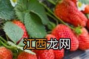 菠萝放冰箱第二天还能吃吗 菠萝放冰箱能放一周