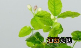 植物叶子断了怎么补救呢 植物叶子断了怎么补救