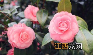 山茶花怎么叶子枯黄，山茶花叶子发黄干枯是什么原因