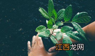 叶子边角枯黄怎么回事 叶子发黄边缘枯萎