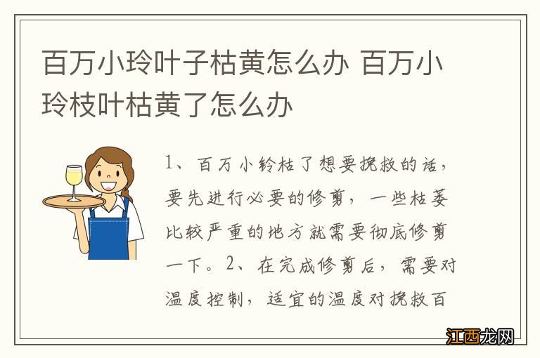 百万小玲叶子枯黄怎么办 百万小玲枝叶枯黄了怎么办