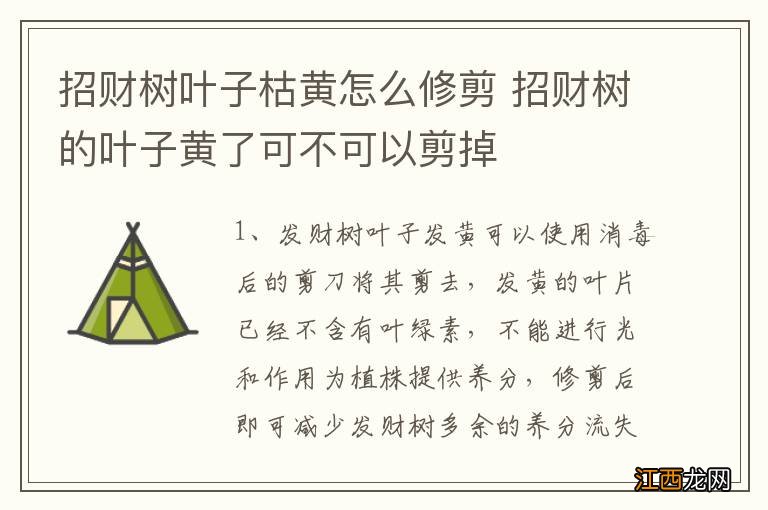 招财树叶子枯黄怎么修剪 招财树的叶子黄了可不可以剪掉