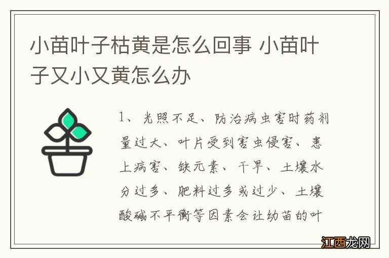 小苗叶子枯黄是怎么回事 小苗叶子又小又黄怎么办