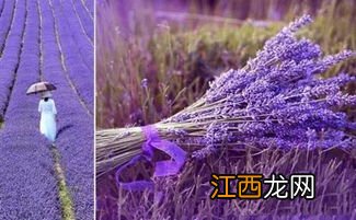 薰衣草盛开的季节，薰衣草有什么特点