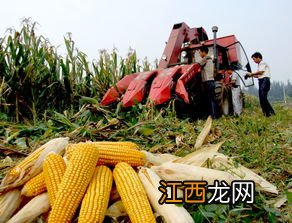 鲁单288玉米种特征特性，附简介