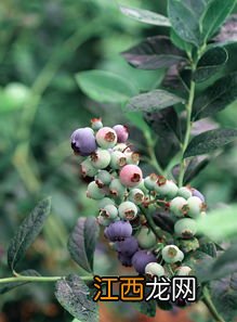 蓝莓几月份移栽，附种植方法