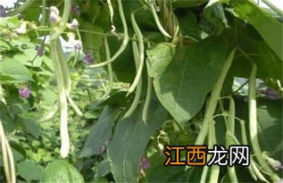 四季豆是芸豆吗，四季豆的种植方法