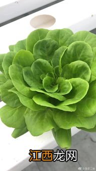 鱼菜共生水培蔬菜都能种什么，鱼菜共生是怎么做到的