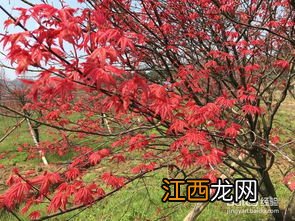 盆栽日本红枫的养殖方法和注意事项