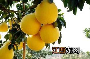 沙田柚出自哪里,为什么叫沙田柚