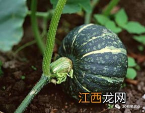 什么是绿叶蔬菜，绿叶蔬菜如何保鲜