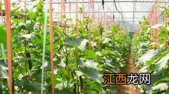 油菜立春后还能追肥吗，附种植方法