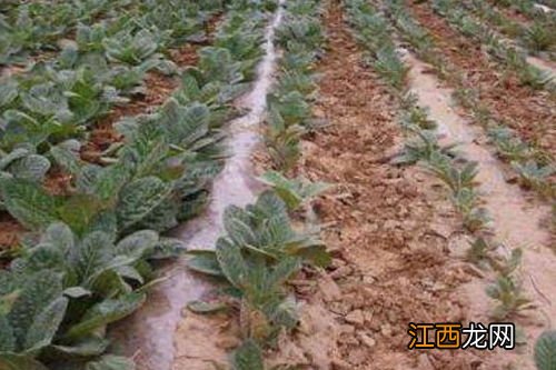 生地种植技术