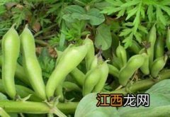 蚕豆一亩地要多少种子，种植前需要泡多久