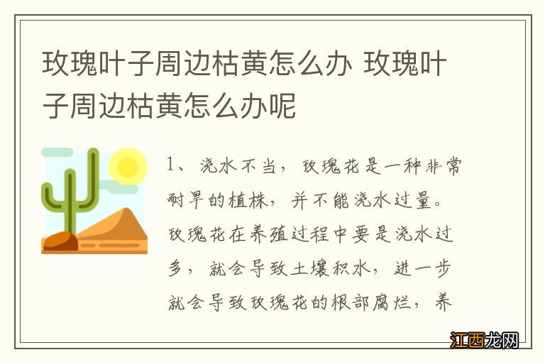 玫瑰叶子周边枯黄怎么办 玫瑰叶子周边枯黄怎么办呢