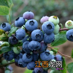 种蓝莓需要什么土壤，种植几年可以结果