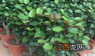 钱多多掉叶子是怎么回事 钱多多掉叶子怎么补救