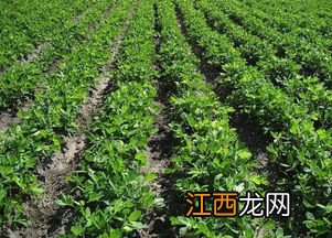 花生用什么叶面肥好，附种植方法