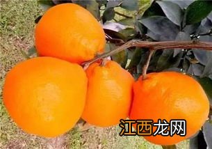 大雅柑桔品种简介