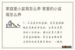 家庭里小盆栽怎么养 家里的小盆栽怎么养